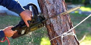 Best Utility Line Clearance  in Severn, MD