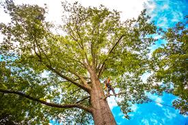 Best Tree Maintenance Programs  in Severn, MD
