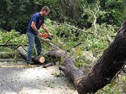 Best Tree and Shrub Care  in Severn, MD