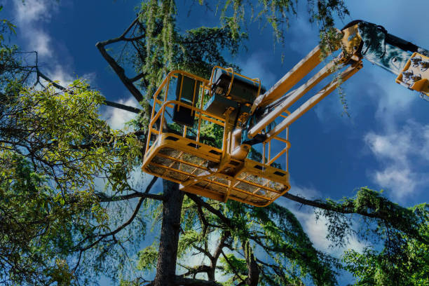Best Tree Preservation Services  in Severn, MD