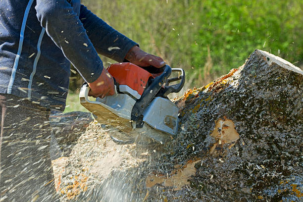 Best Lot and Land Clearing  in Severn, MD