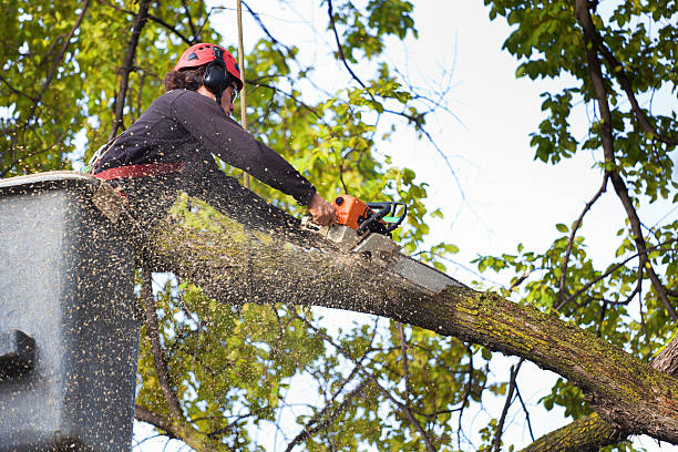 Best Commercial Tree Services  in Severn, MD