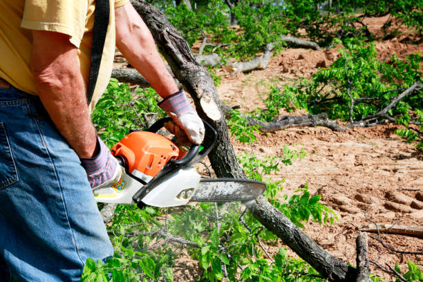 How Our Tree Care Process Works  in  Severn, MD